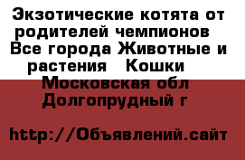  Экзотические котята от родителей чемпионов - Все города Животные и растения » Кошки   . Московская обл.,Долгопрудный г.